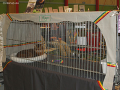 Rags in large cage