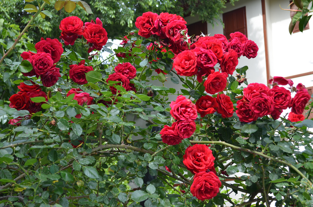 Kemer, Rosebush in Idyros Hotel