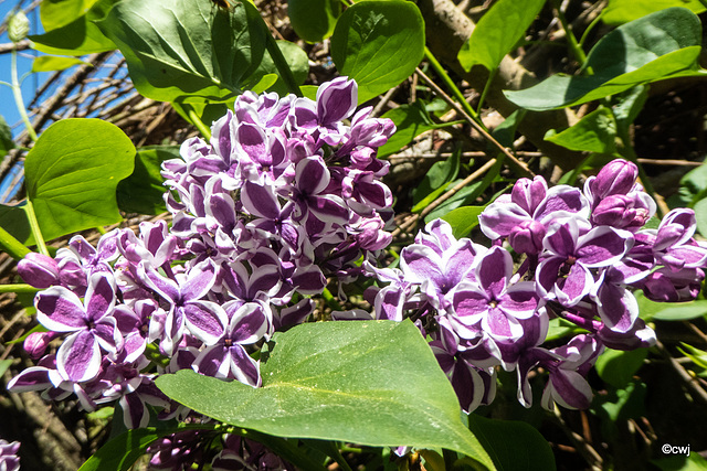 Lilac Blossom