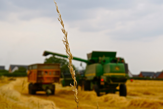 Harvest Time