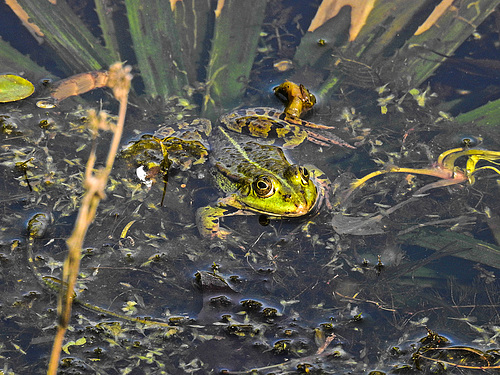 20180419 3966CPw [D~LIP] Wasserfrosch, UWZ, Bad Salzuflen