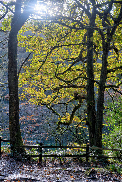 Another Autumnal fence