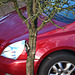 Der Specht und das Auto - The woodpecker and the car