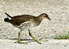 junges Teichhuhn am Weiher