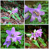 Nesselblättrige Glockenblume