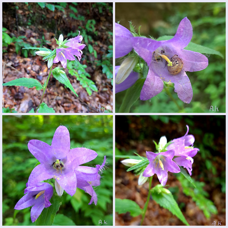 Nesselblättrige Glockenblume