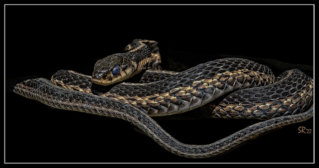 Garter Snake in Black.