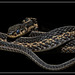 Garter Snake in Black.