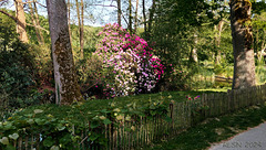 Rhododendron-Blüte im Schweriner Zoo ... HFF !