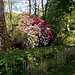 Rhododendron-Blüte im Schweriner Zoo ... HFF !
