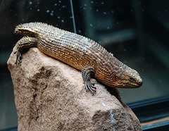 Spiny-tail Skink