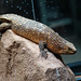 Spiny-tail Skink