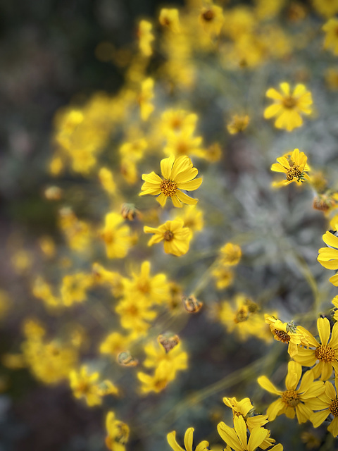 Brittlebush flowers at the Pima Canyon Trailhead