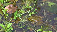 Frog wearing a flower (2017)