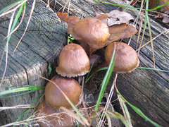 Pilz-Impressionen /1