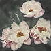 Sweet peonies