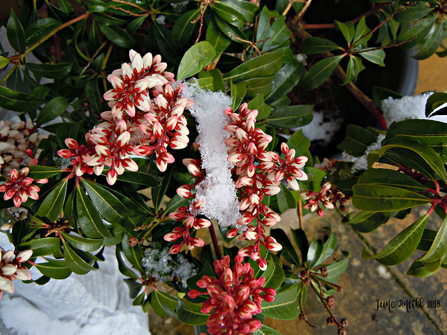 Pieris