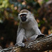 Uganda, Vervet Monkey in Entebbe Botanical Garden