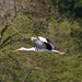 Storch im Abflug