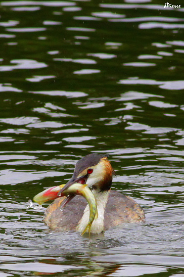 La pêche est bonne