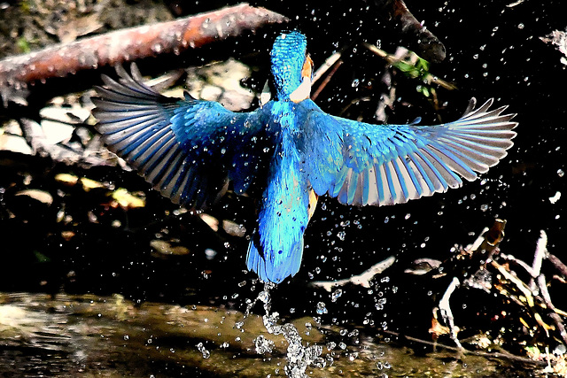 Auftauchender Eisvogel