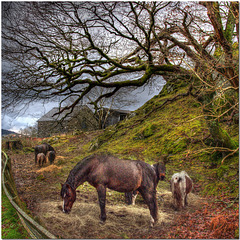 Welsh Hill Farm