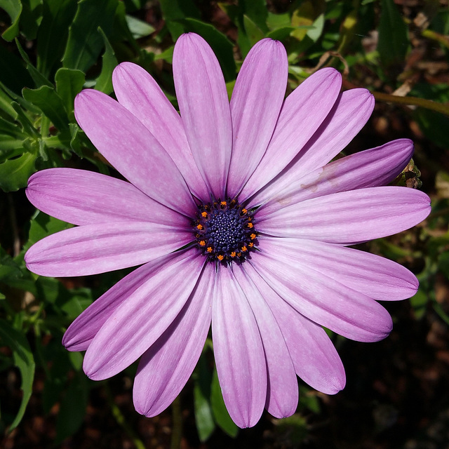 gorgeous gazania