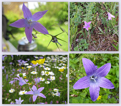 Wiesenglockeblume