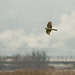 Sparrowhawk