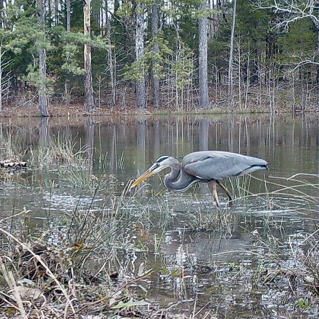 Great blue heron (Ardea herodias)