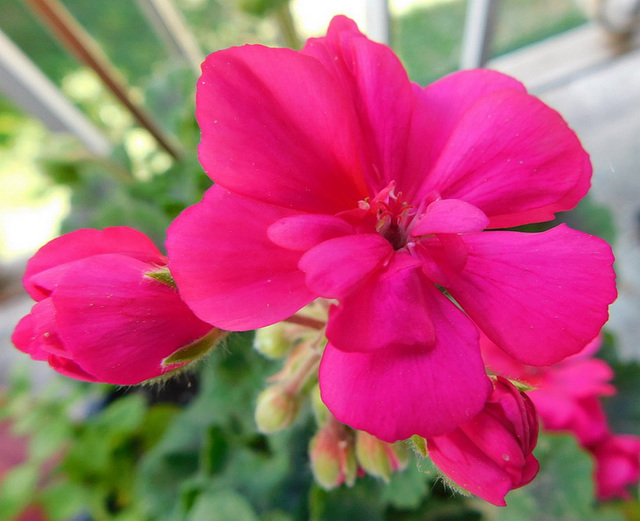 Mon Pélargonium**************
