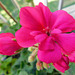 Mon Pélargonium**************