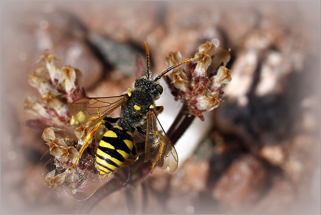 Nomada sp.