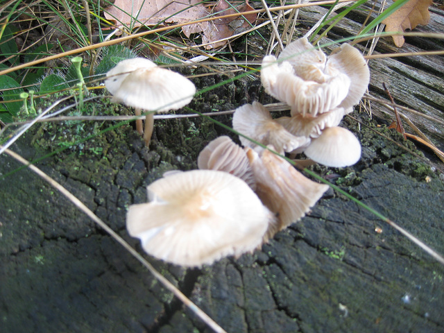 Pilz-Impressionen /2