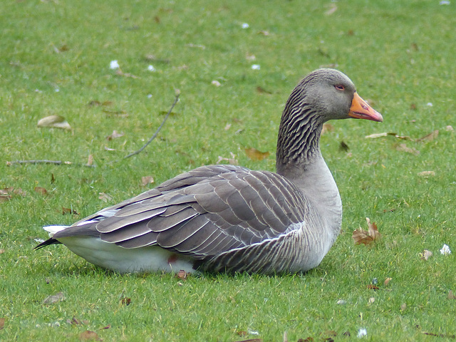 Greylag Goose - 23 March 2016