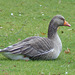 Greylag Goose - 23 March 2016