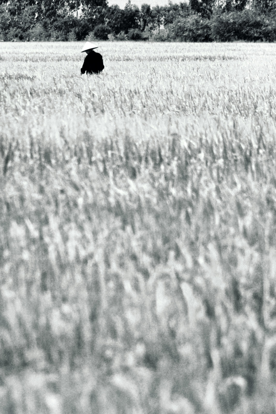 Paddy Field