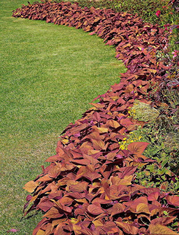 Brown border