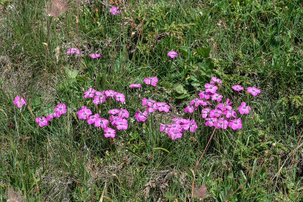 Dianthus pavonius - Pfauen-Nelke, Oeillet oeil de paon, Garofano pavonio