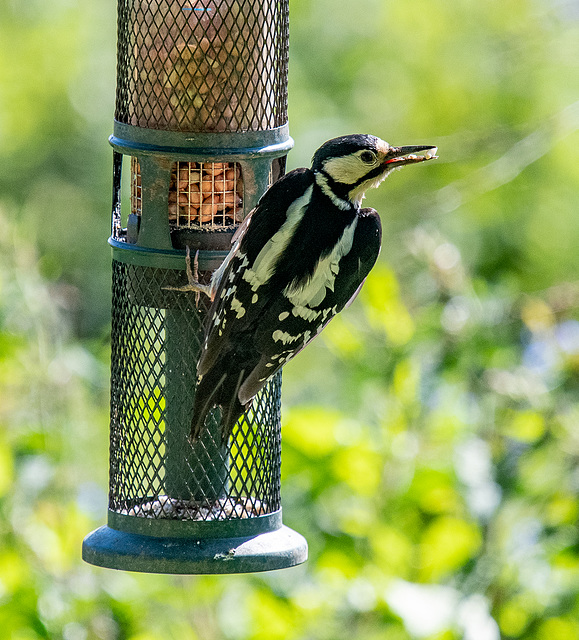 Great spotted woodpecker