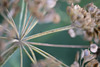 DSCF2763