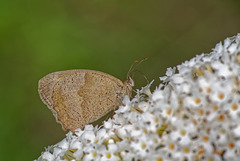 19.08.11 Kleines Wiesenvögelchen 1