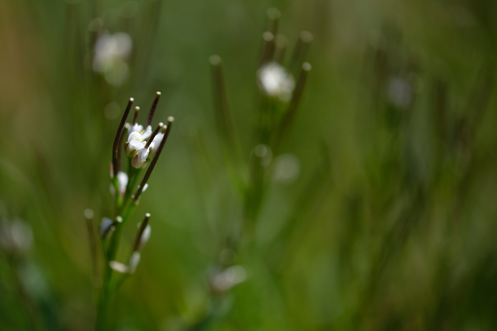 DSCF4766