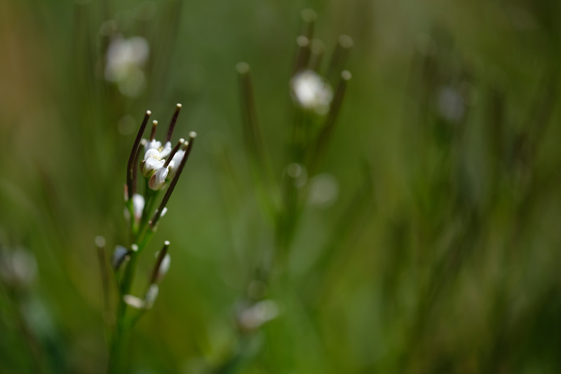 DSCF4766