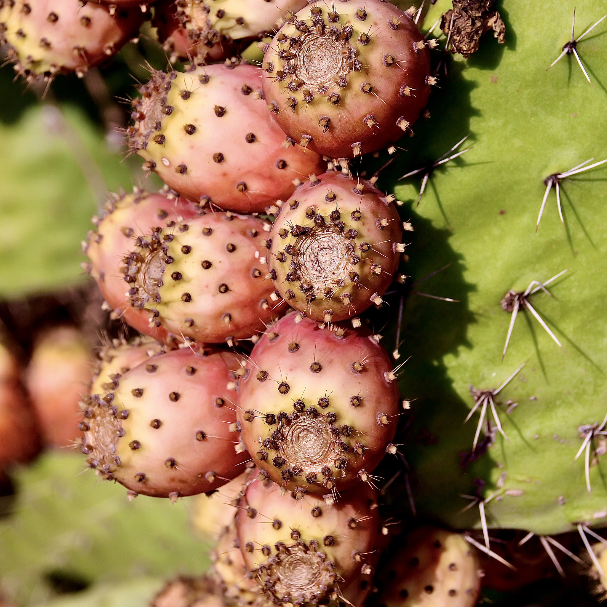 Opuntia ficus-indica