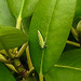 20200718 9561CPw [D~MI] Rhododendron-Zikade (Graphocephala fennahi), Minden