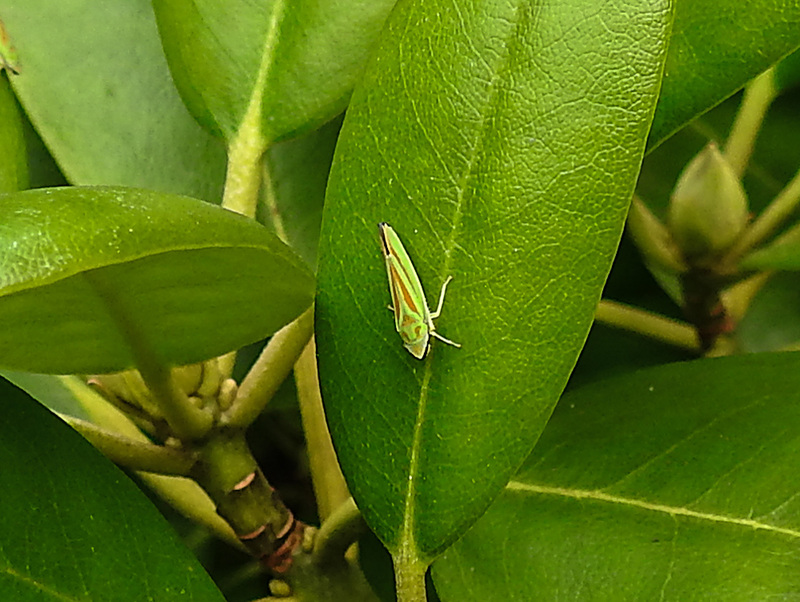 20200718 9561CPw [D~MI] Rhododendron-Zikade (Graphocephala fennahi), Minden