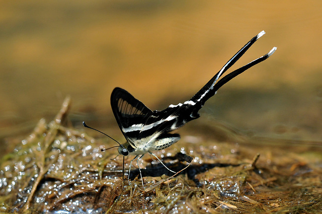 Weißer Drachenschwanz-Thailand