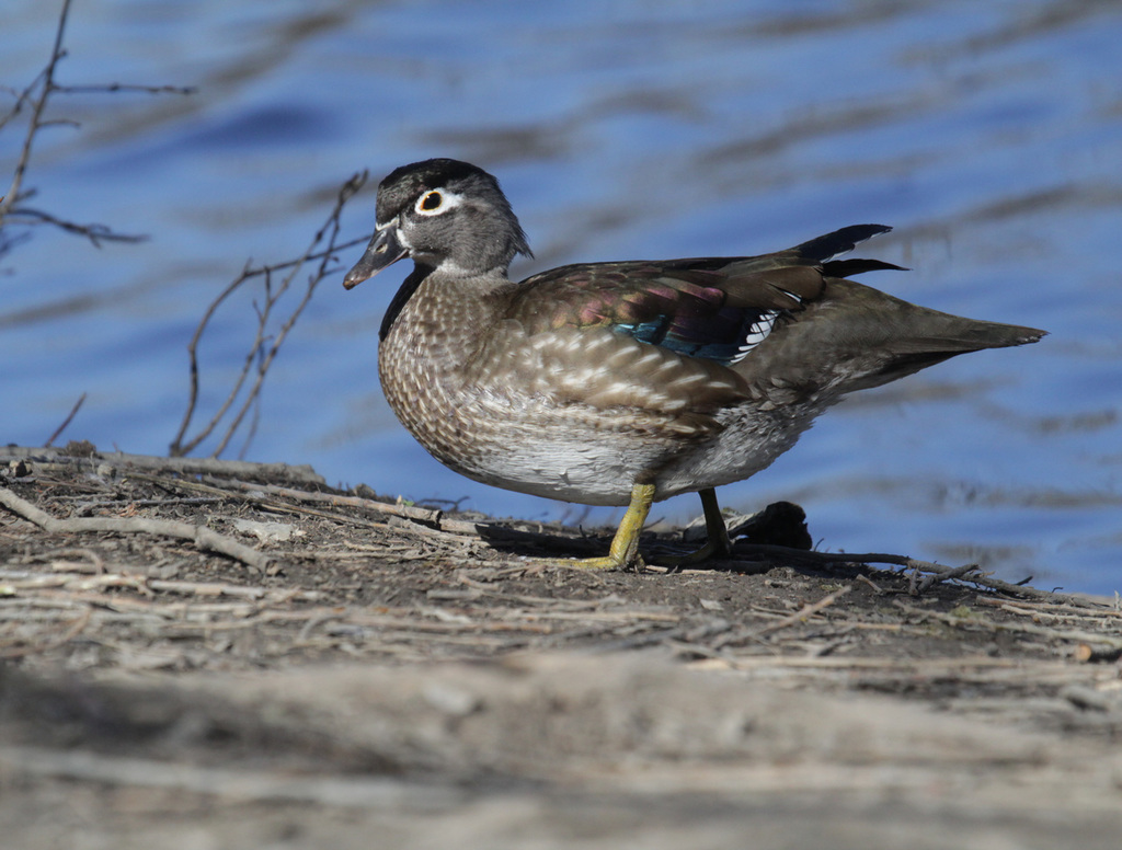 madame Canard Branchu / lady Wood Duck