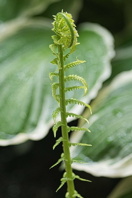 fiddlehead